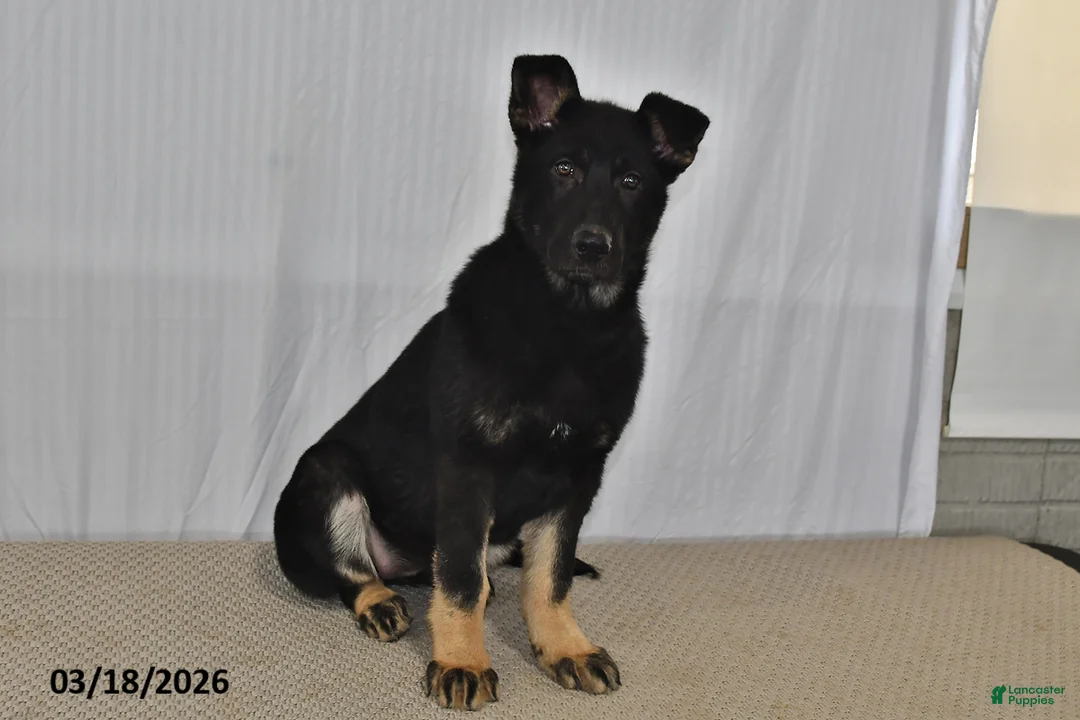 German Shepherd dogs for sale: Melody - Ad 1