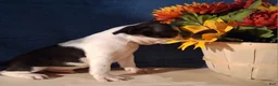 Boston Terrier dogs for sale: Evan - Ad 3
