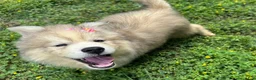 Siberian Husky dogs for sale: ROMANiA - Ad 24