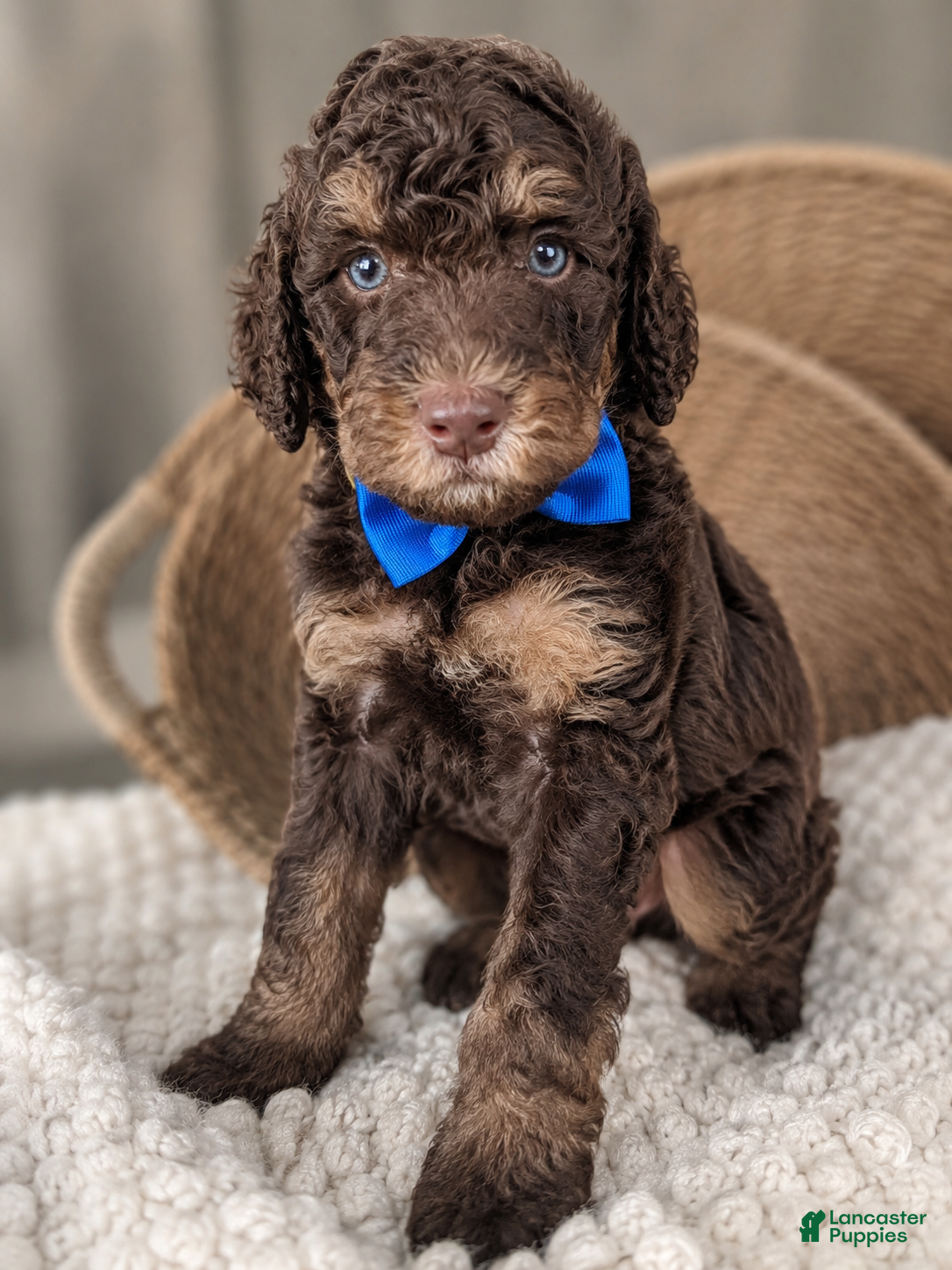Mini Goldendoodle dogs Mini Goldendoodle “ Anthem “ - Ad 14