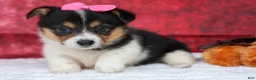 Welsh Corgi Pembroke dogs for sale: Annabelle🎀 - Ad 9