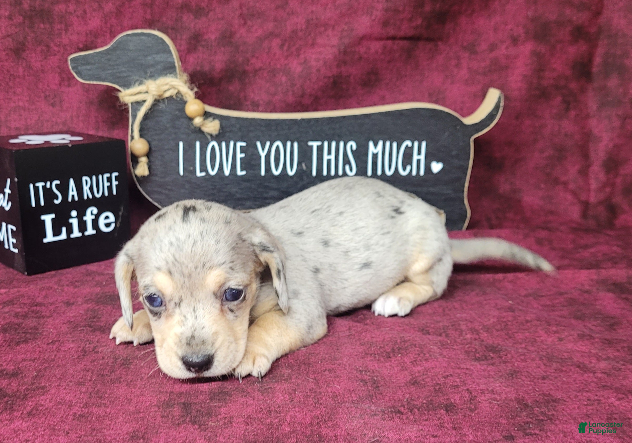 Miniature Dachshund dogs AKC Lexi Dapple female - Ad 2