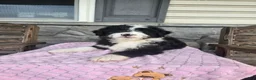 Mini Aussiedoodle dogs for sale: Chloe  - Ad 4