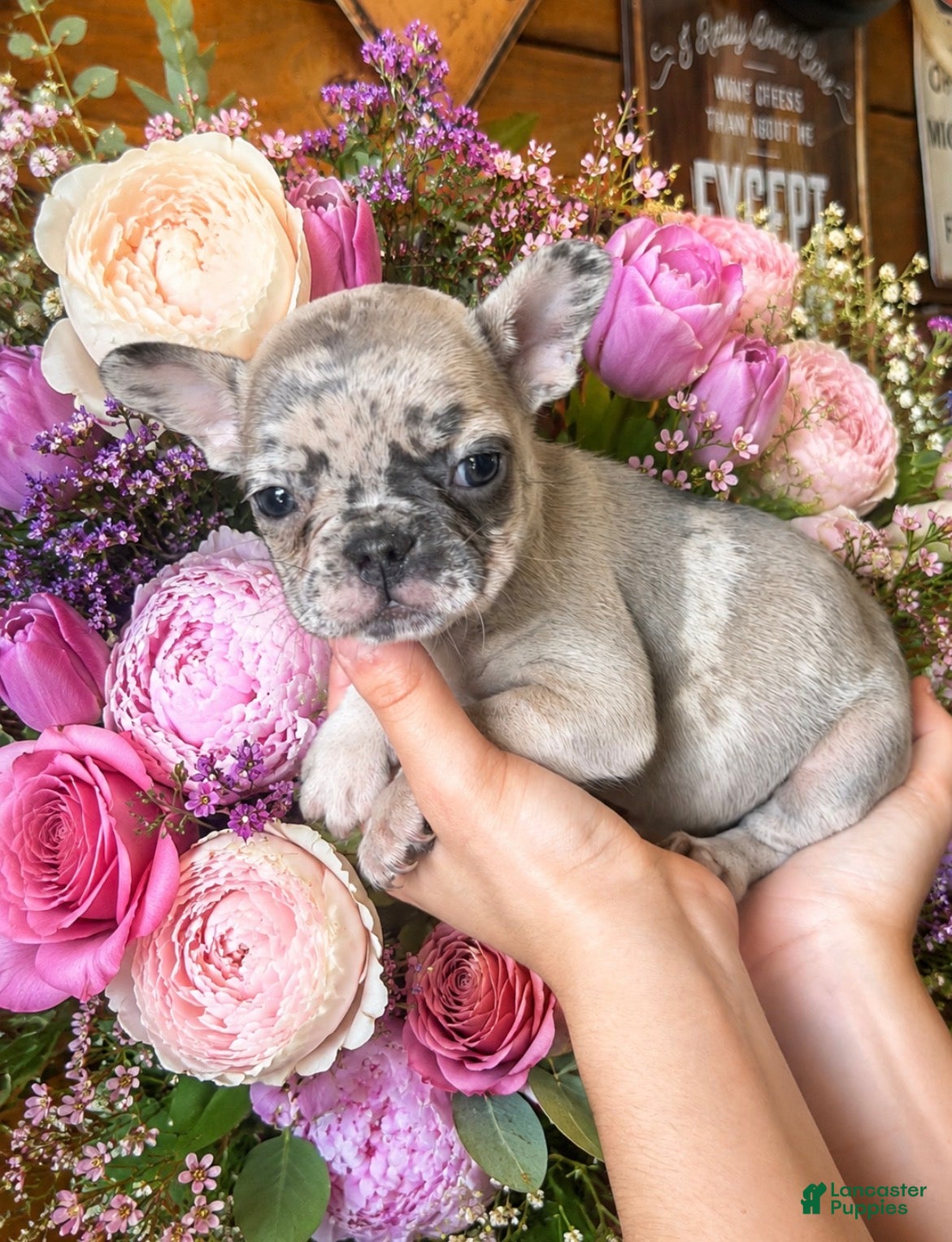 French Bulldog dogs Lilyy - Ad 40