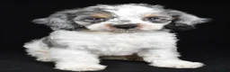 Cockapoo dogs for sale: Freddy - Ad 6