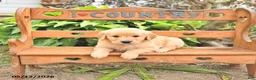 Golden Retriever dogs for sale: Dylan - Ad 2