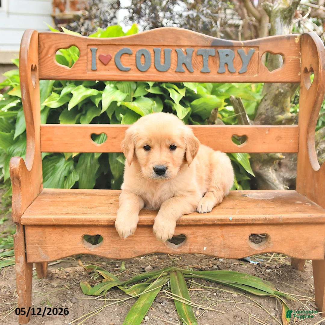 Golden Retriever dogs for sale: Dylan - Ad 2