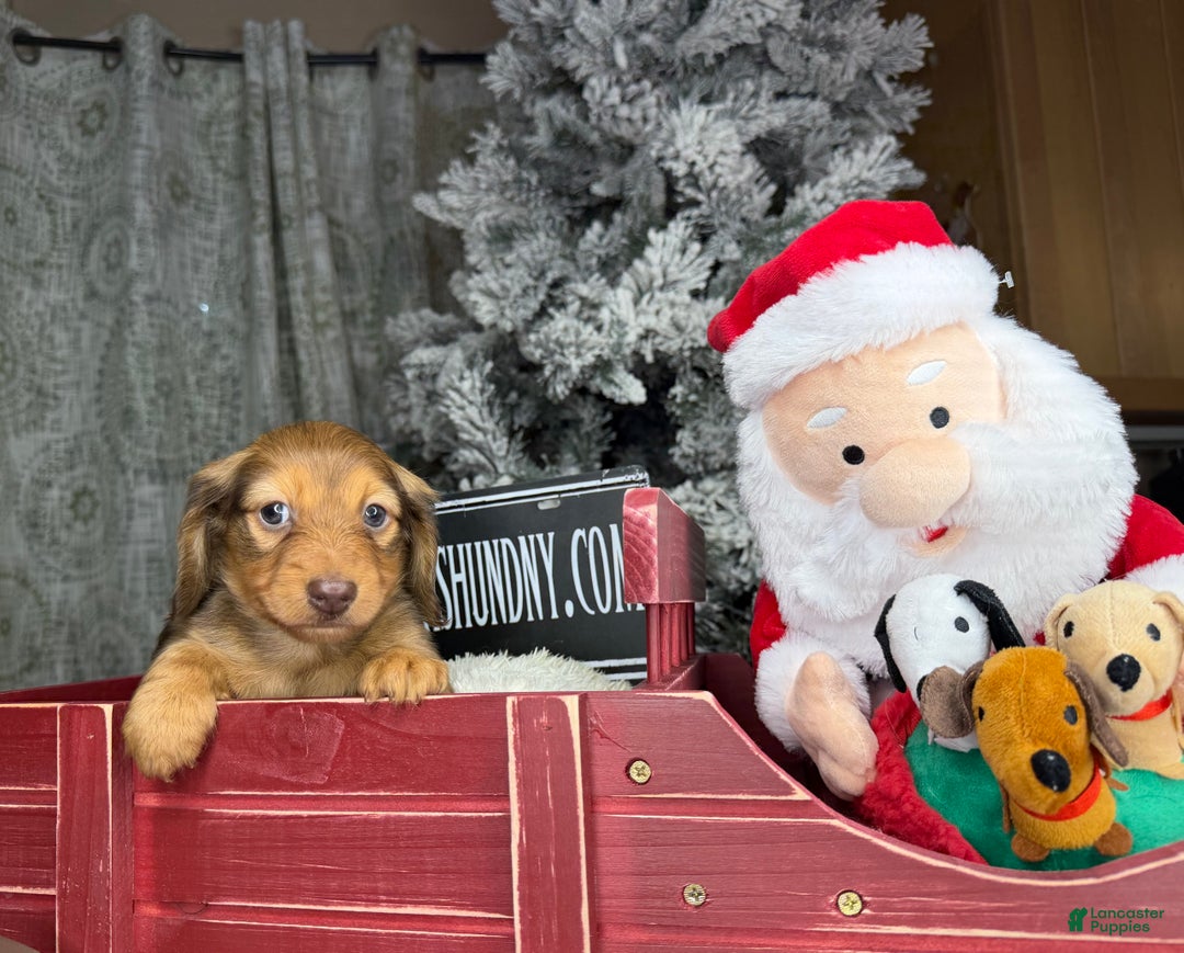 Miniature Dachshund dogs for sale: Green eyes- South african - Ad 3