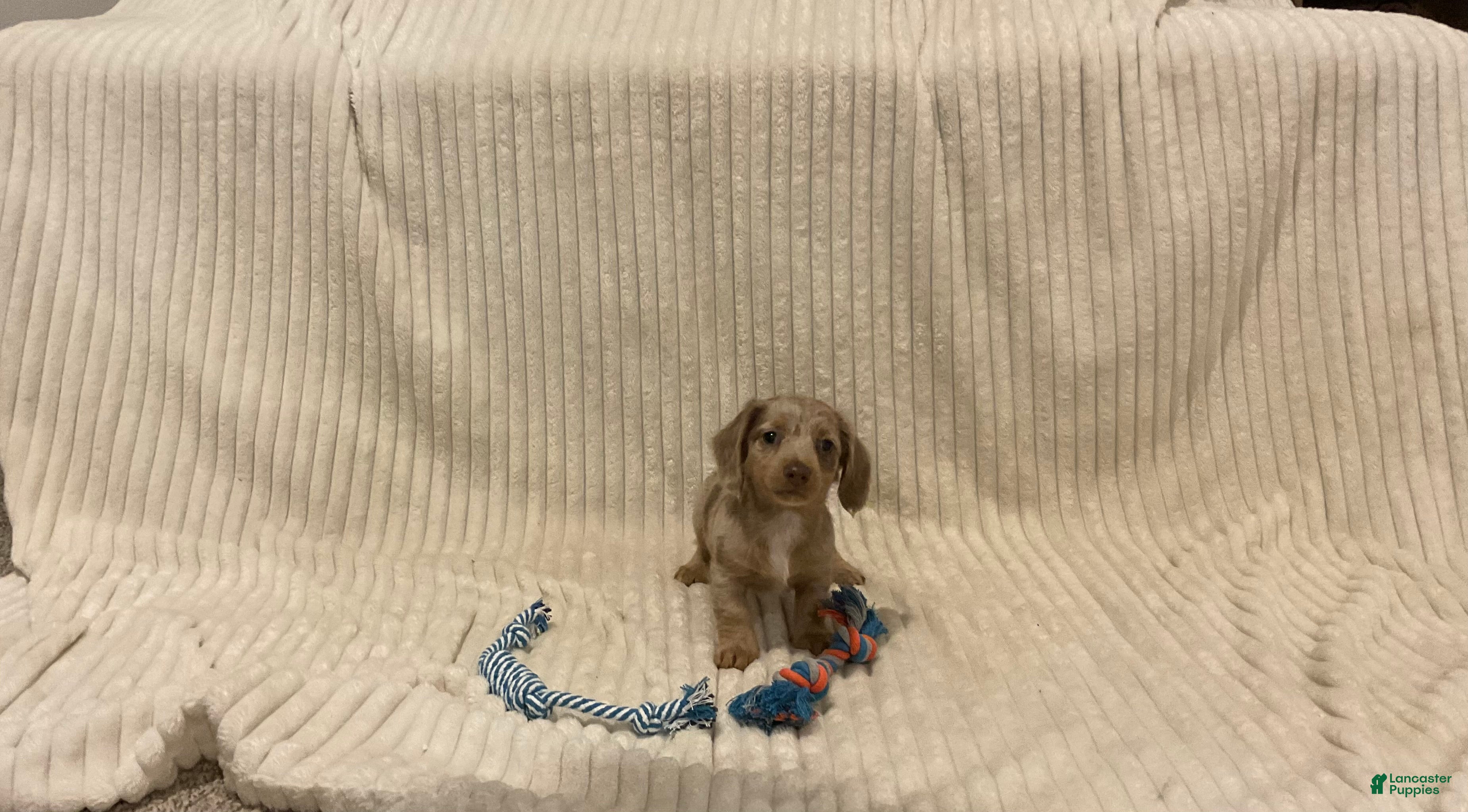 Dachshund dogs Bella - Ad 1