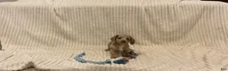 Dachshund dogs for sale: Bella - Ad 1