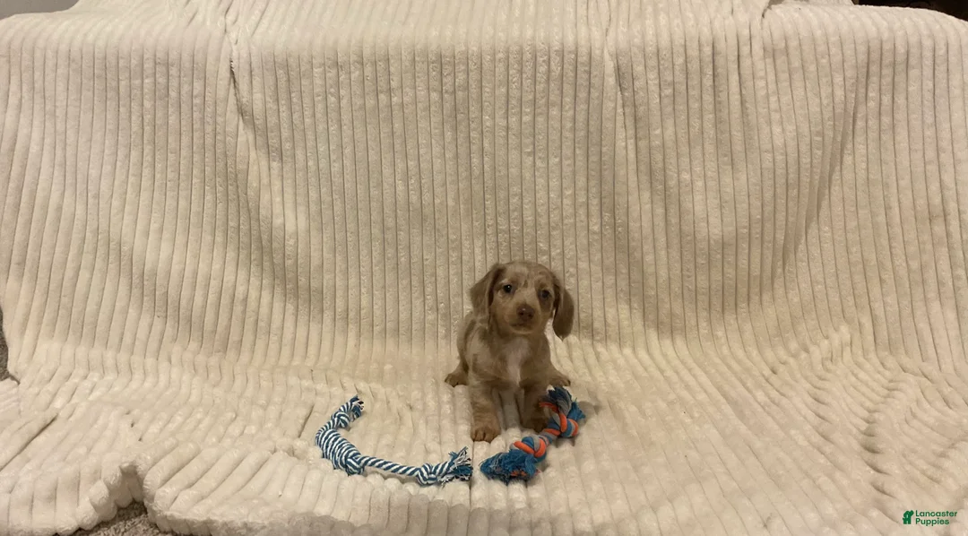Dachshund dogs for sale: Bella - Ad 1
