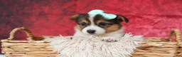 Welsh Corgi Pembroke dogs for sale: Amara🌸 - Ad 9