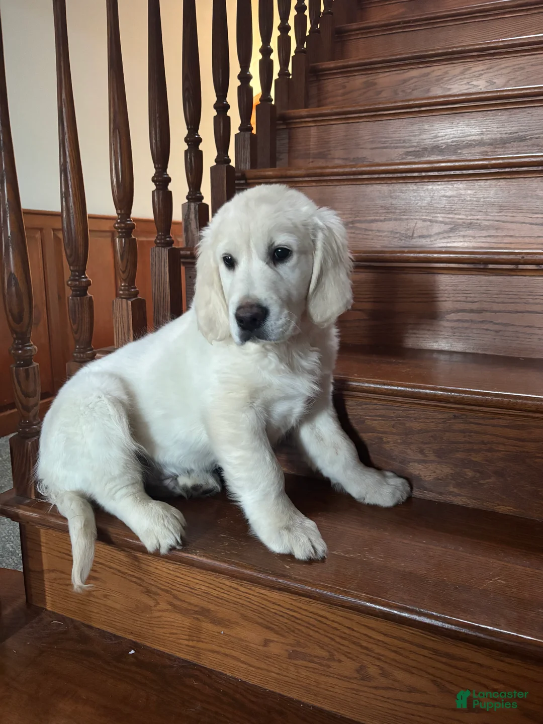 Golden Retriever dogs for sale: Duke - Ad 1