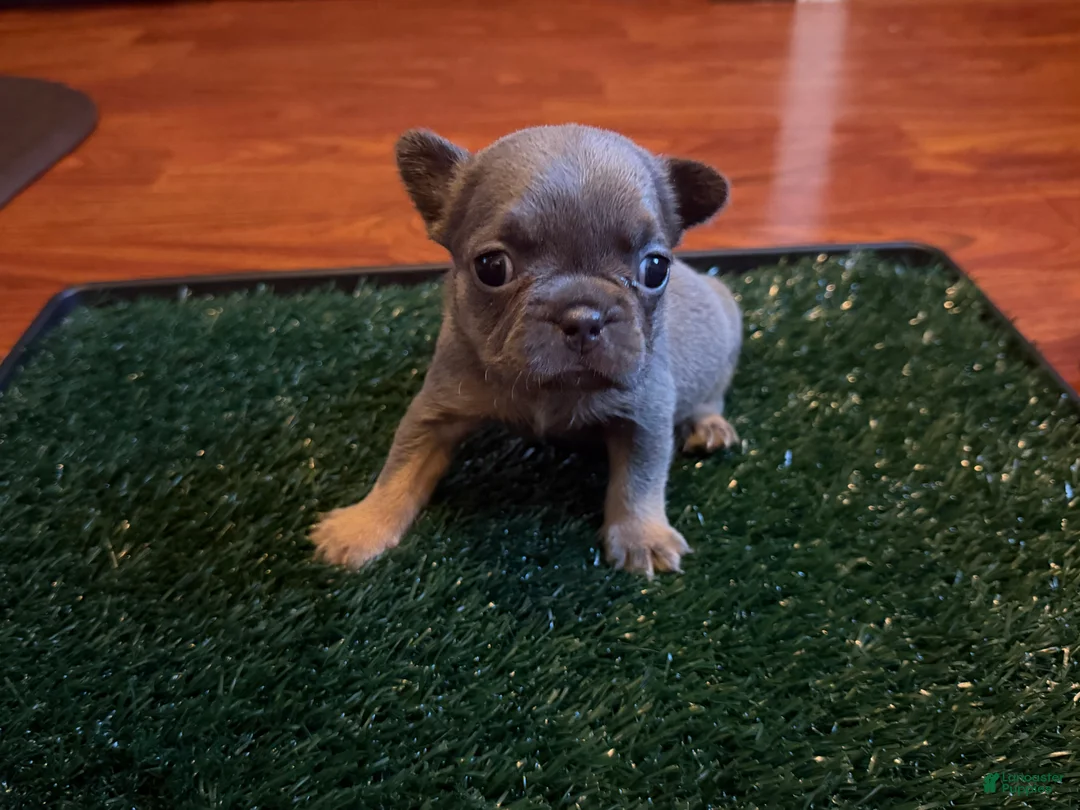 French Bulldog dogs for sale: Paws  - Ad 1
