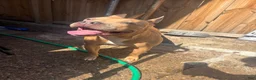 American Pit Bull Terrier dogs for sale: Stella  - Ad 4