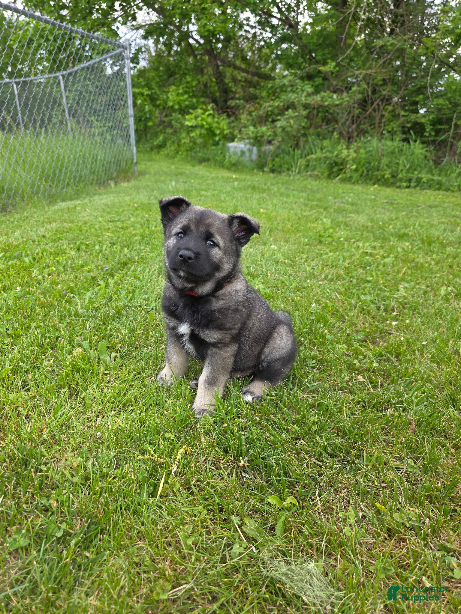 Norwegian Elkhound dogs Red - Ad 2