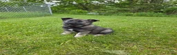 Norwegian Elkhound dogs for sale: Red - Ad 1