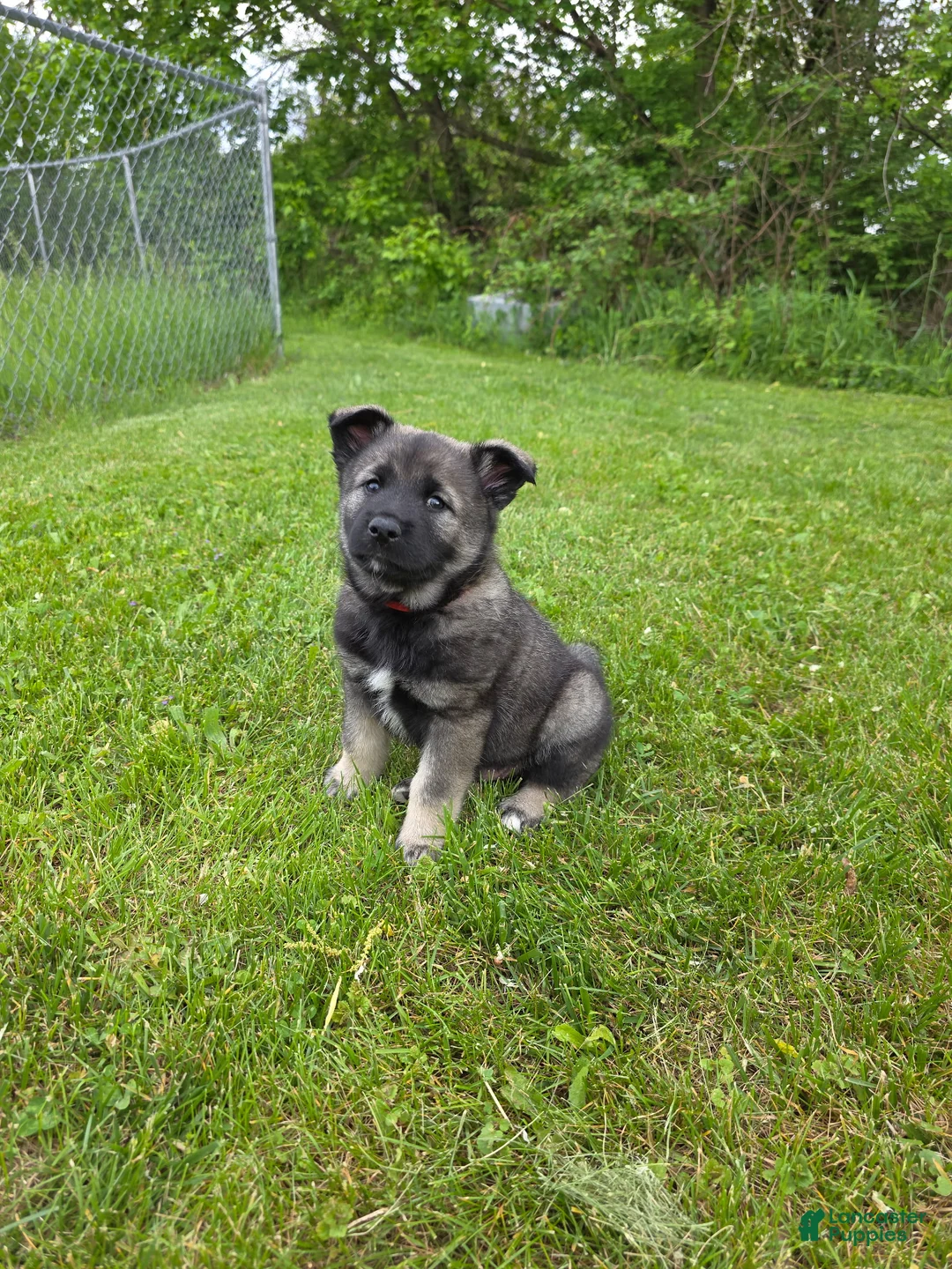Norwegian Elkhound dogs for sale: Red - Ad 1