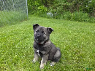 Norwegian Elkhound dogs Red - Ad 4
