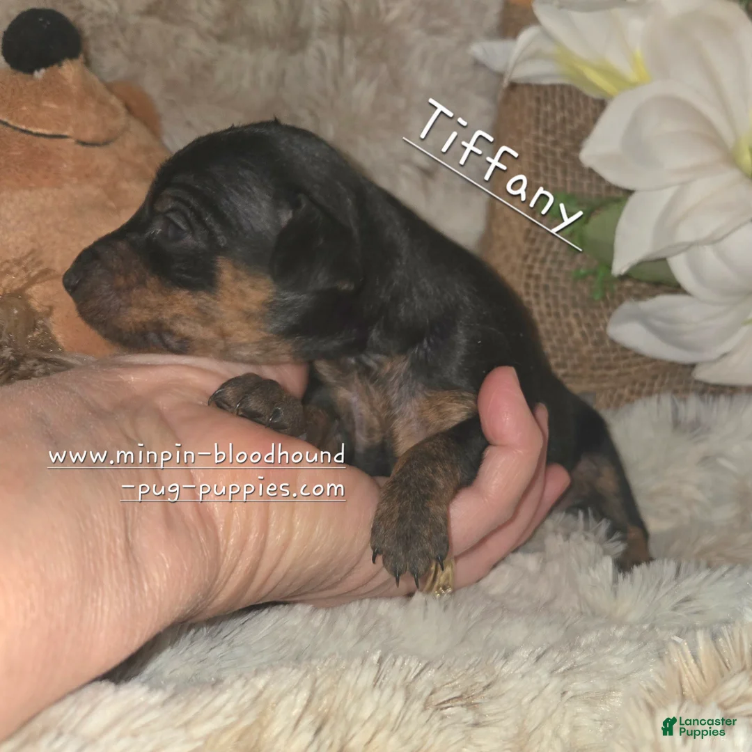 Miniature Pinscher dogs for sale: Miniature Pinscher Puppy 4 - Ad 1