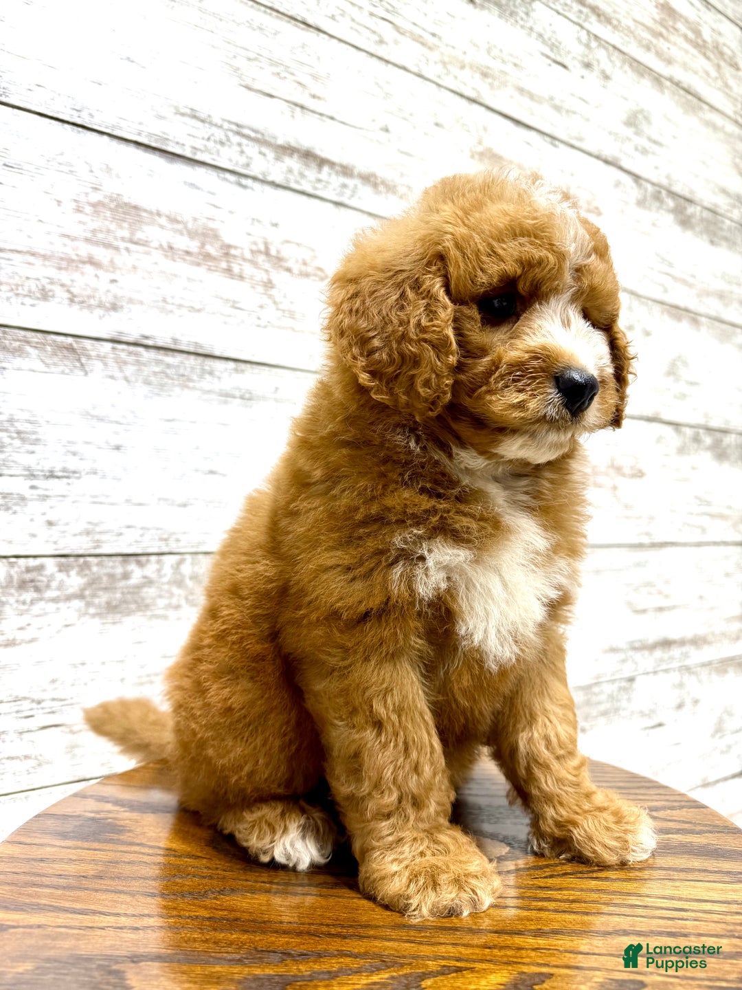 Mini Goldendoodle dogs for sale: Hunter - Ad 6