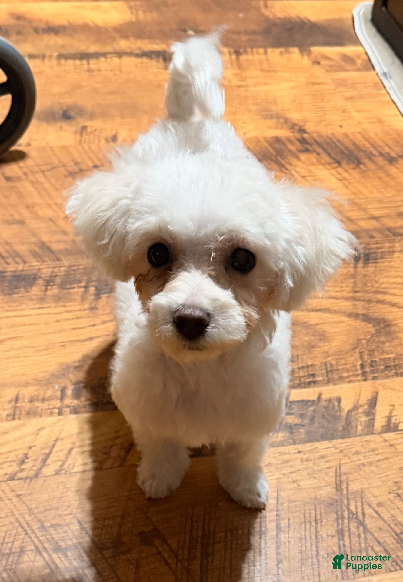 Maltipoo dogs Turbo  - Ad 1