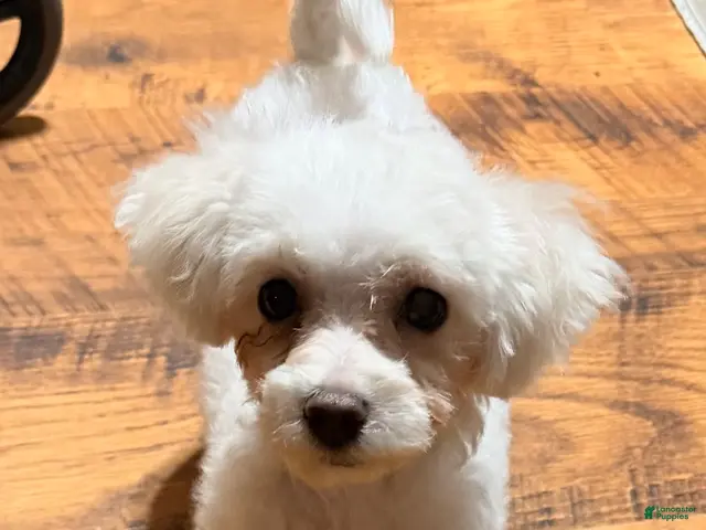 Maltipoo dogs Turbo - Ad 1