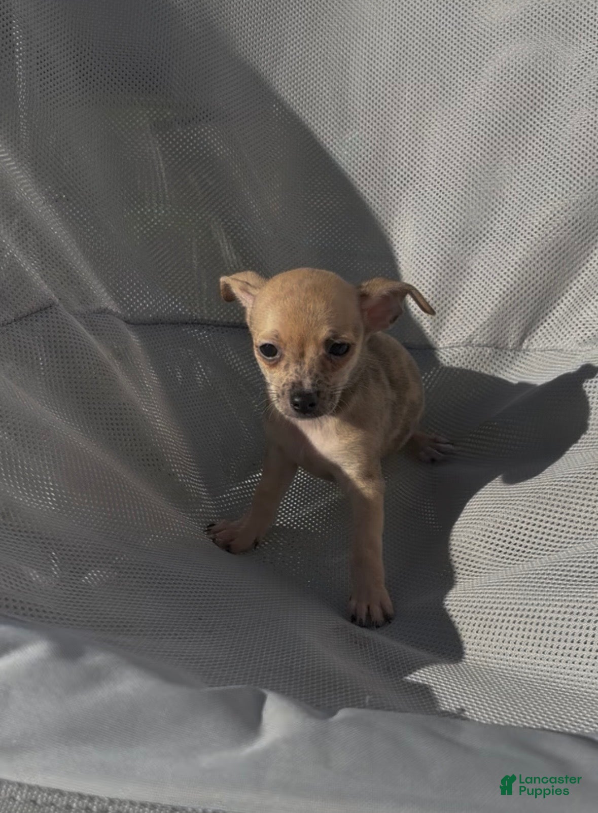 Chiweenie dogs Fireball - Ad 1