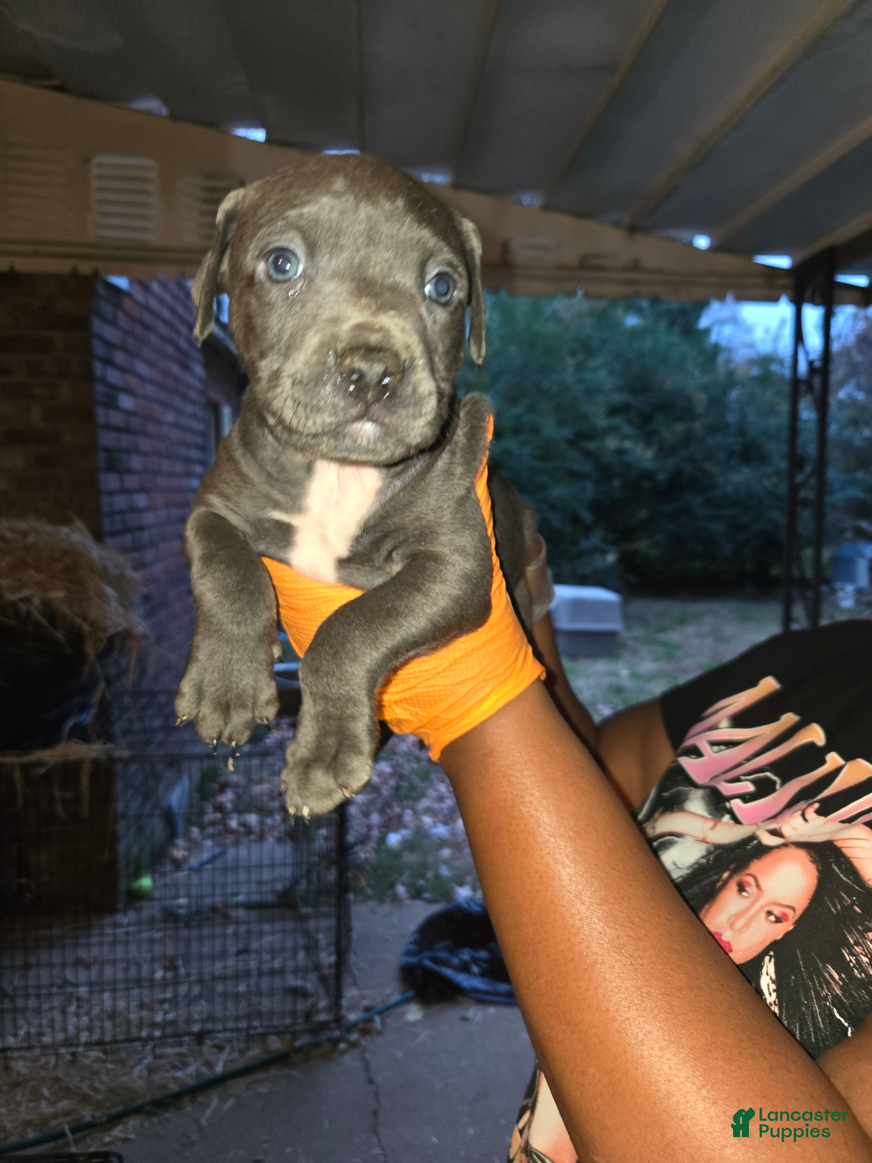 American Bully dogs Mr.Big - Ad 7