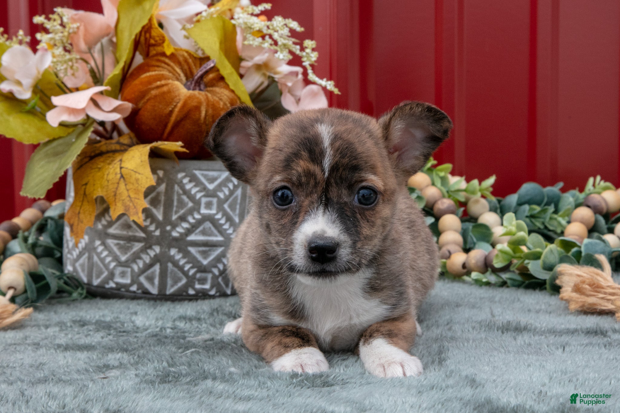Jack Chi dogs Laurie - Ad 2
