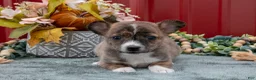 Jack Chi dogs for sale: Laurie - Ad 2