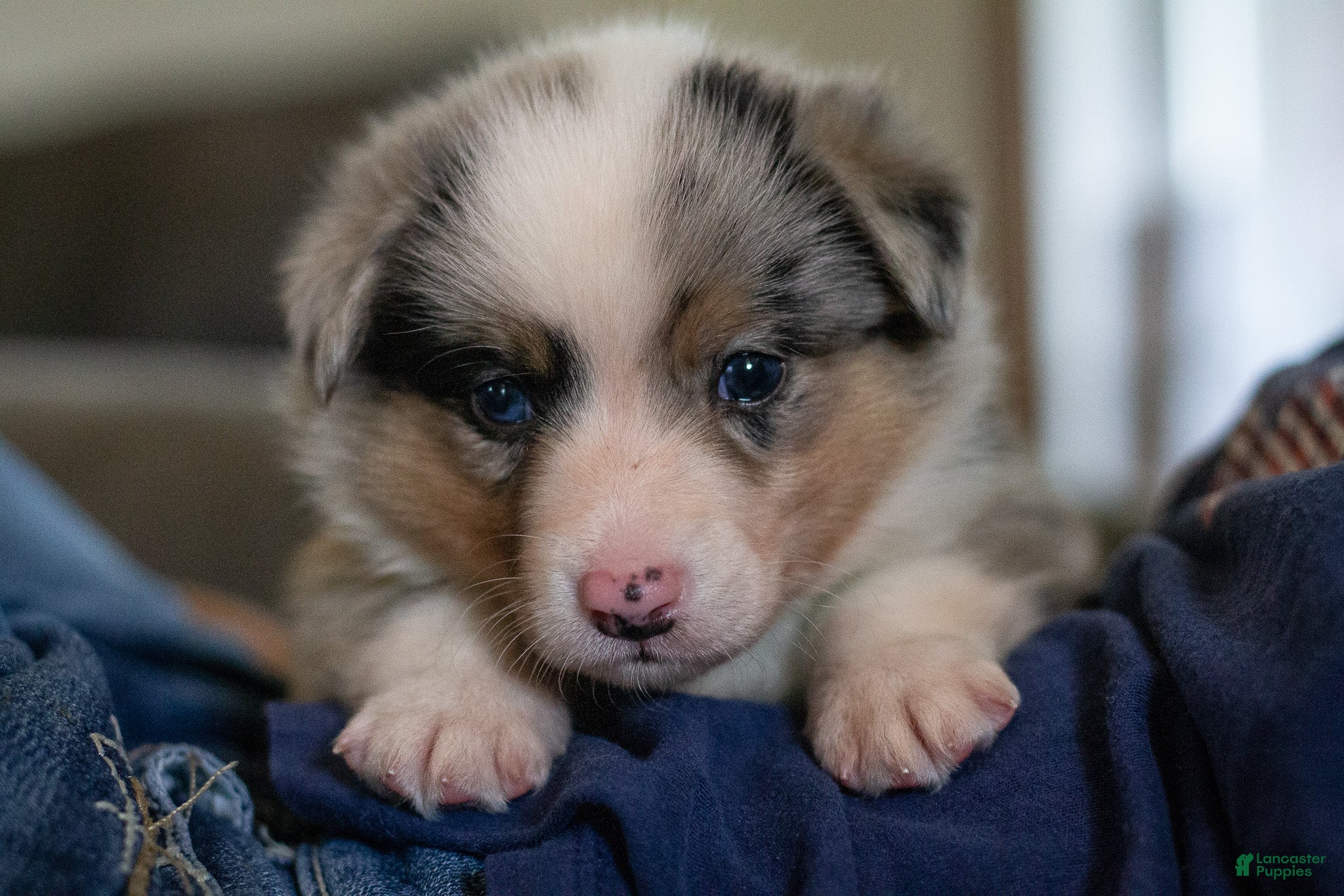Mixed Breed dogs Ringo - Ad 2