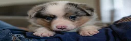 Mixed Breed dogs for sale: Ringo - Ad 2