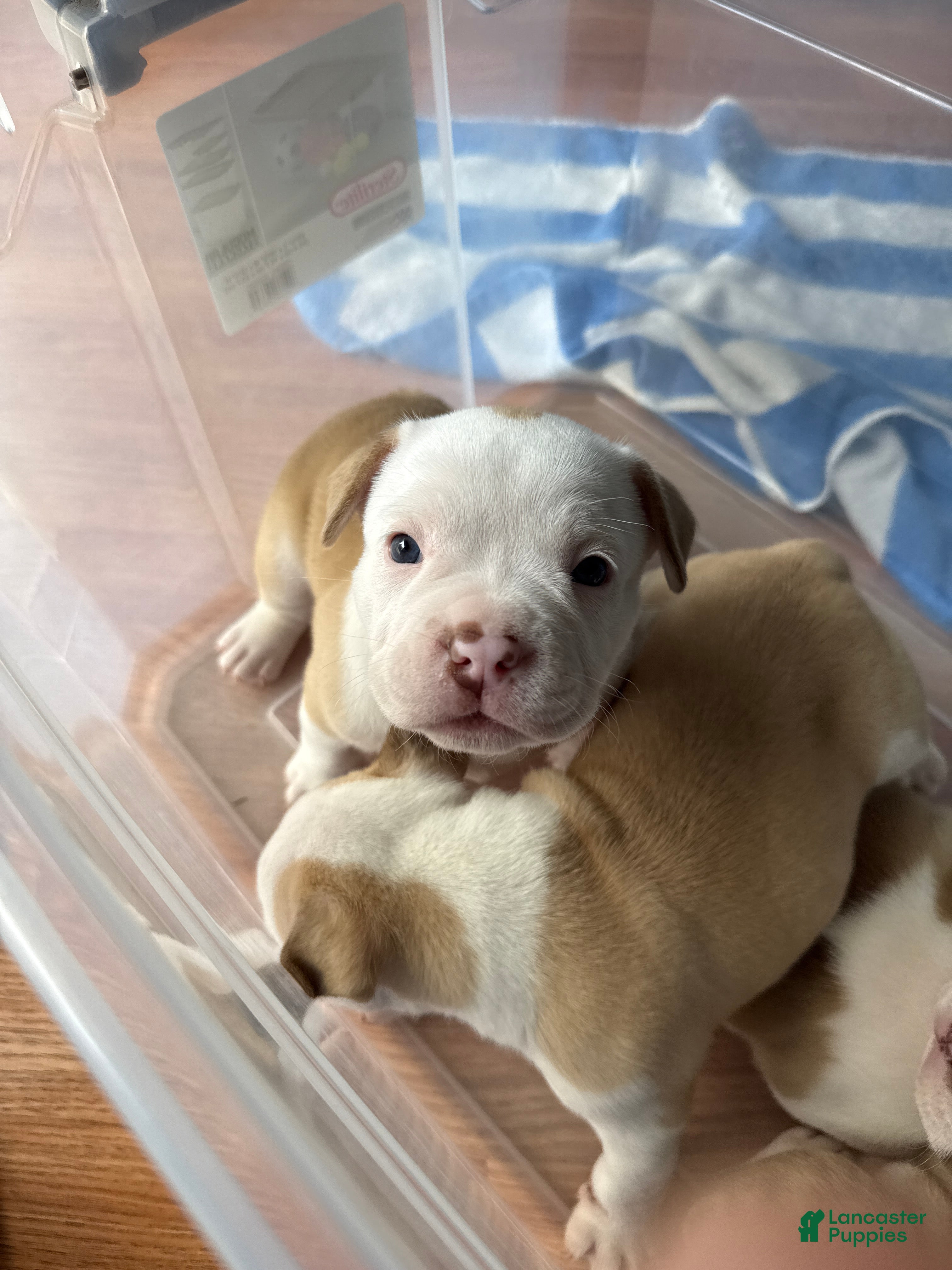 American Bully dogs American Bully 2 - Ad 2