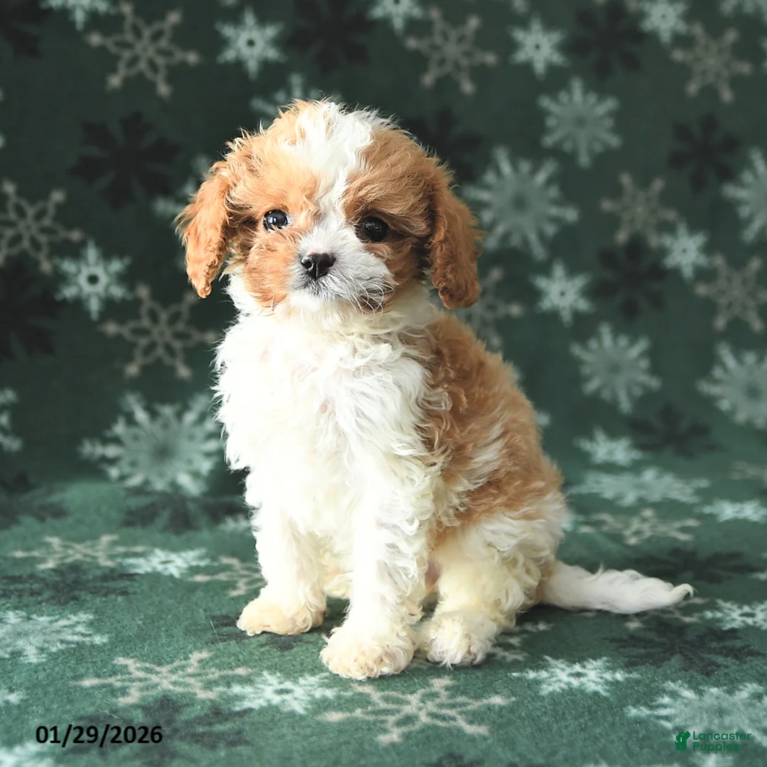 Cavapoo dogs for sale: Tiny - Ad 3