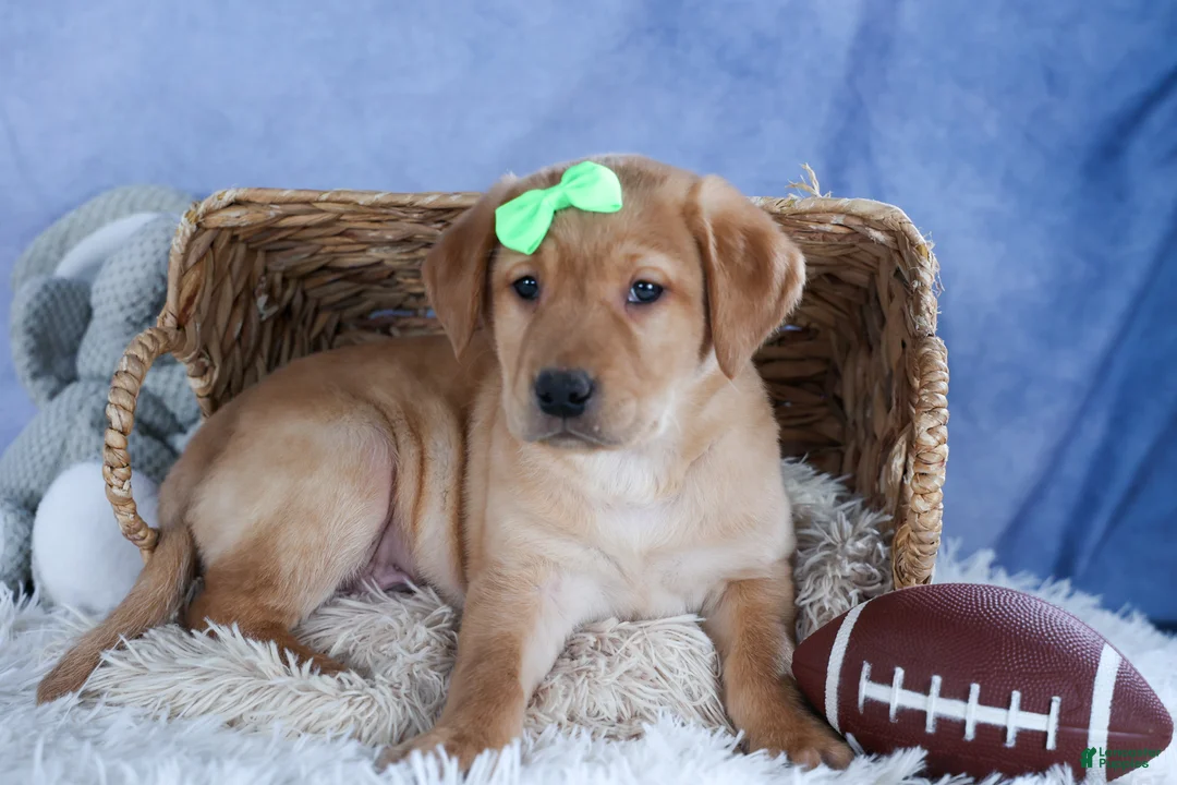 Labrador Retriever dogs for sale: DEXTER - Ad 2