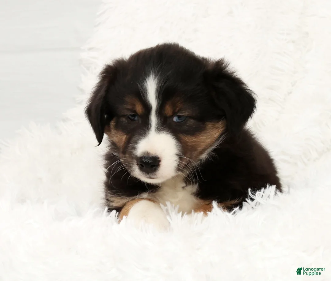 Australian Shepherd dogs for sale: Bo - Ad 6