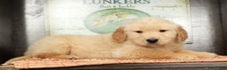 Golden Retriever dogs for sale: Boomer - Ad 4