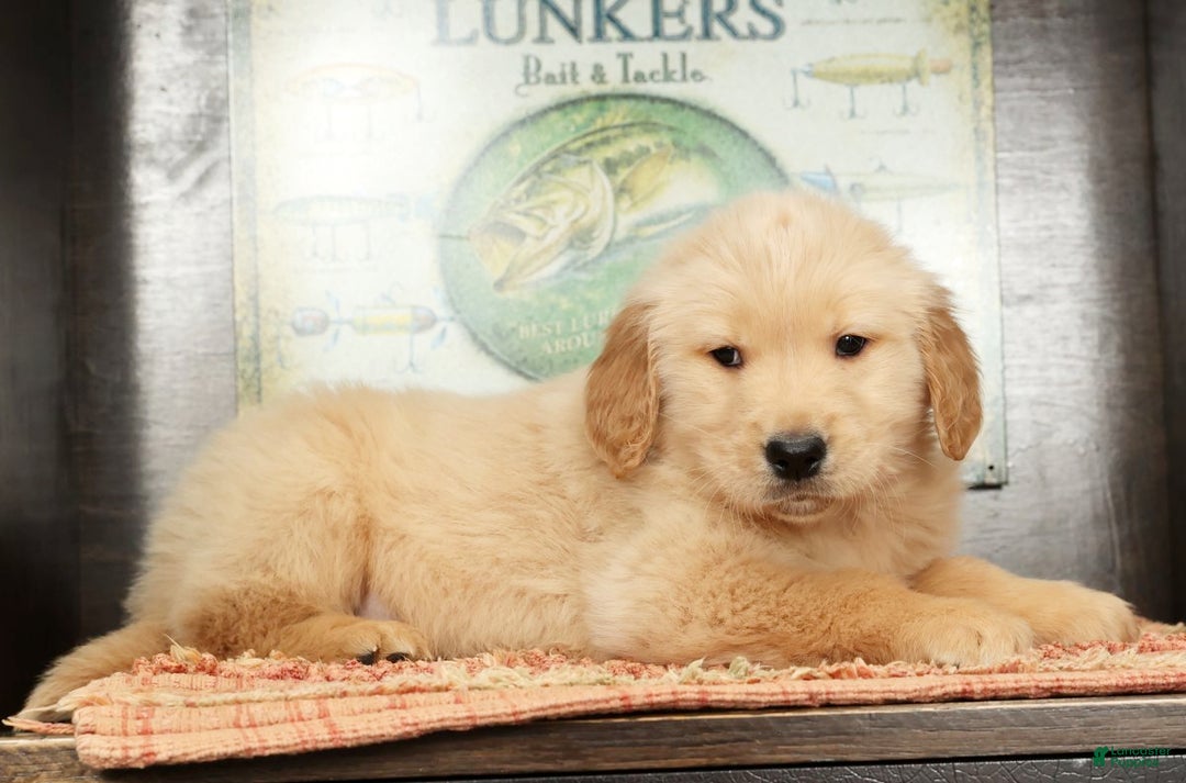 Golden Retriever dogs for sale: Boomer - Ad 4