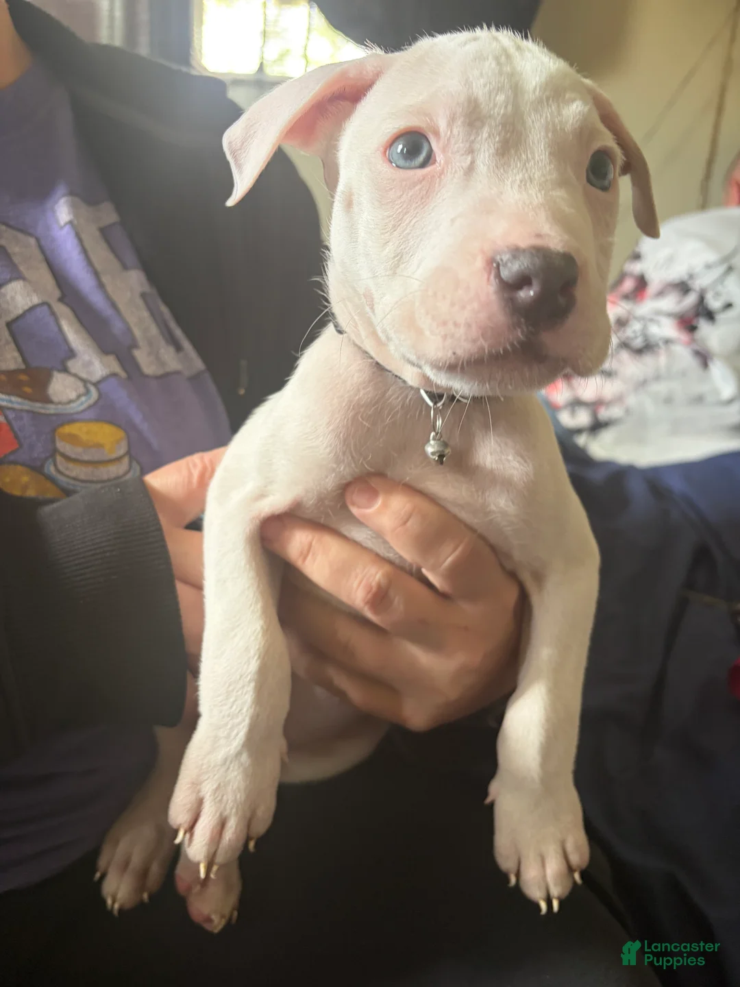 American Pit Bull Terrier dogs for sale: American Pit Bull Terrier Puppy 1 - Ad 2