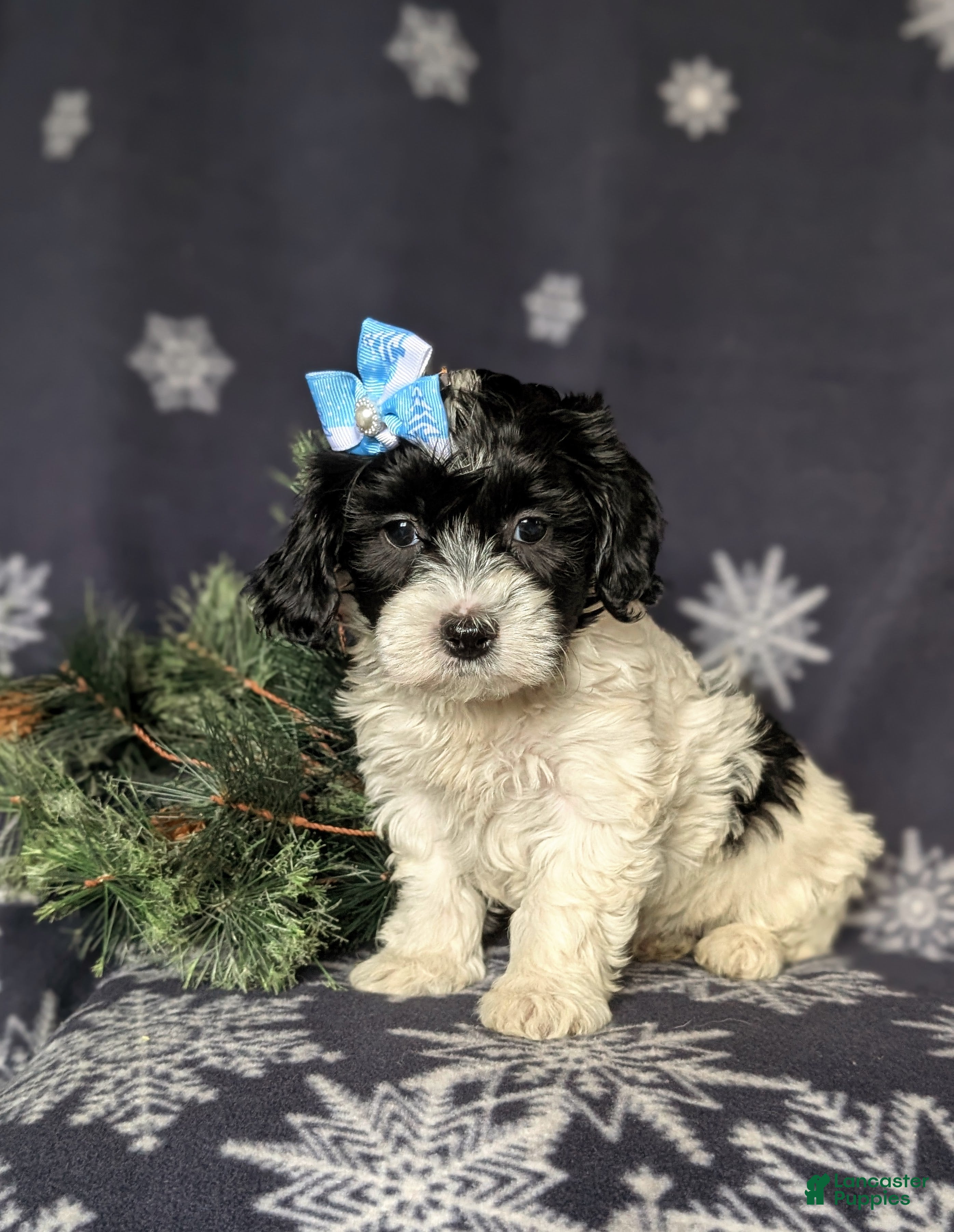 Havapoo dogs Brylee Ready for Christmas - Ad 24