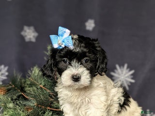 Havapoo dogs Brylee Ready for Christmas - Ad 31