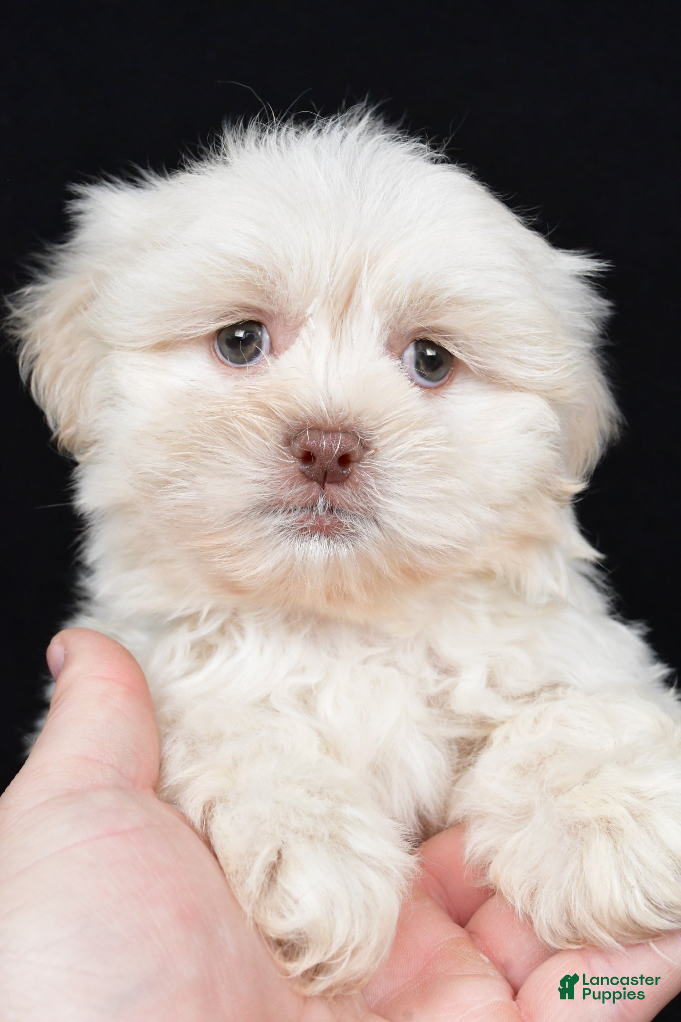 Teddy Bear dogs Dustin - Ad 2