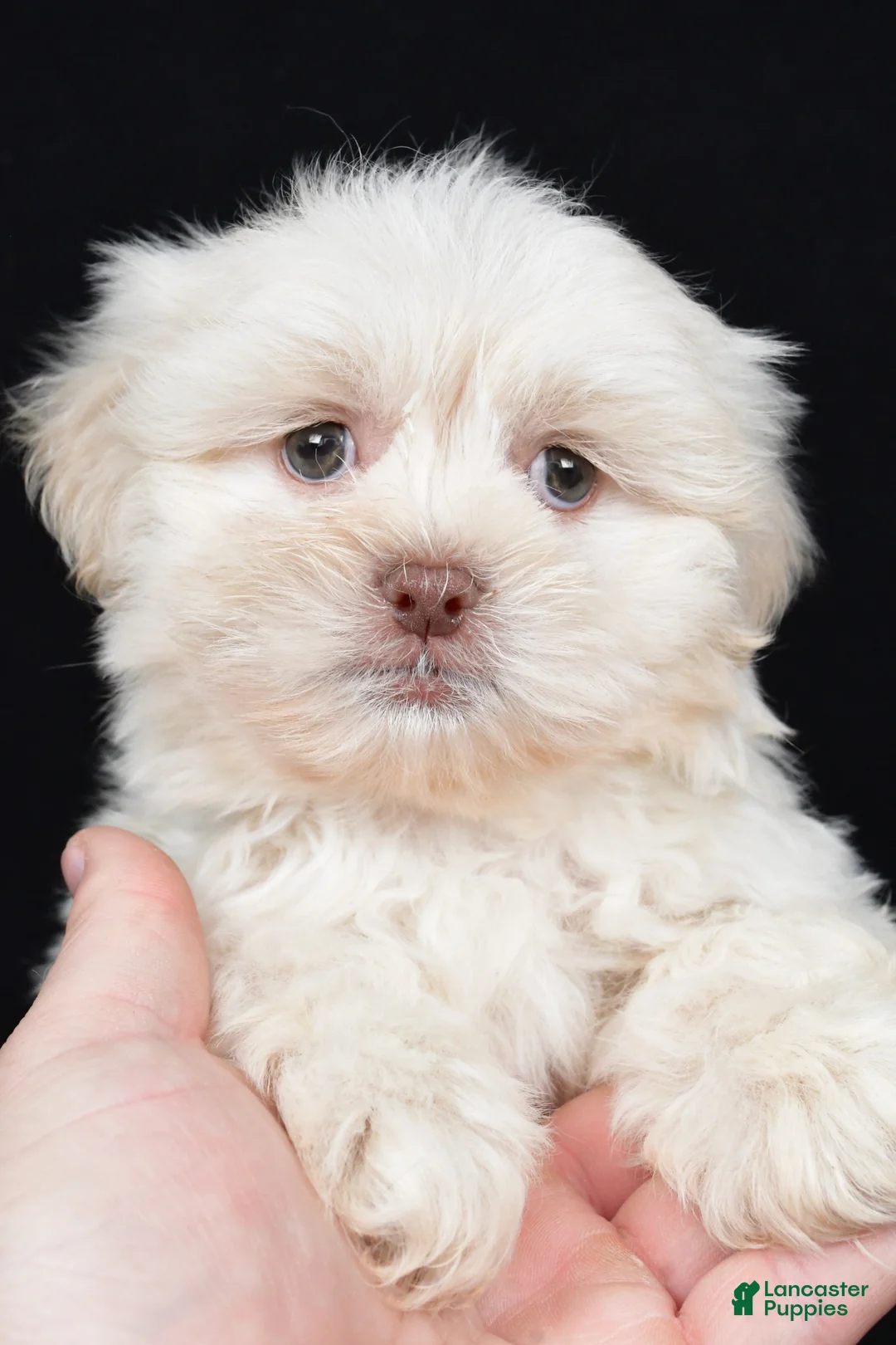 Teddy Bear dogs for sale: Dustin - Ad 2