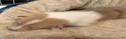 Collie dogs for sale: Henry - Ad 3