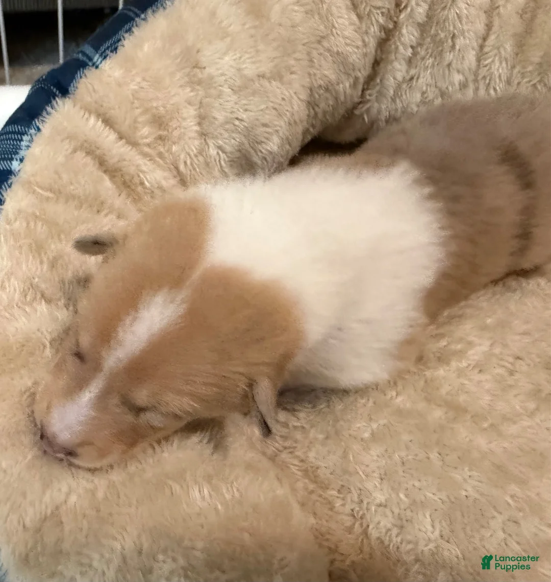 Collie dogs for sale: Henry - Ad 3