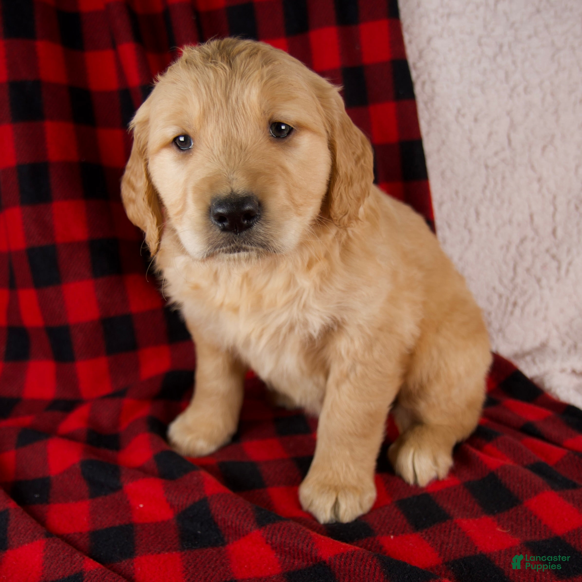 Golden Retriever dogs Theo - Ad 2