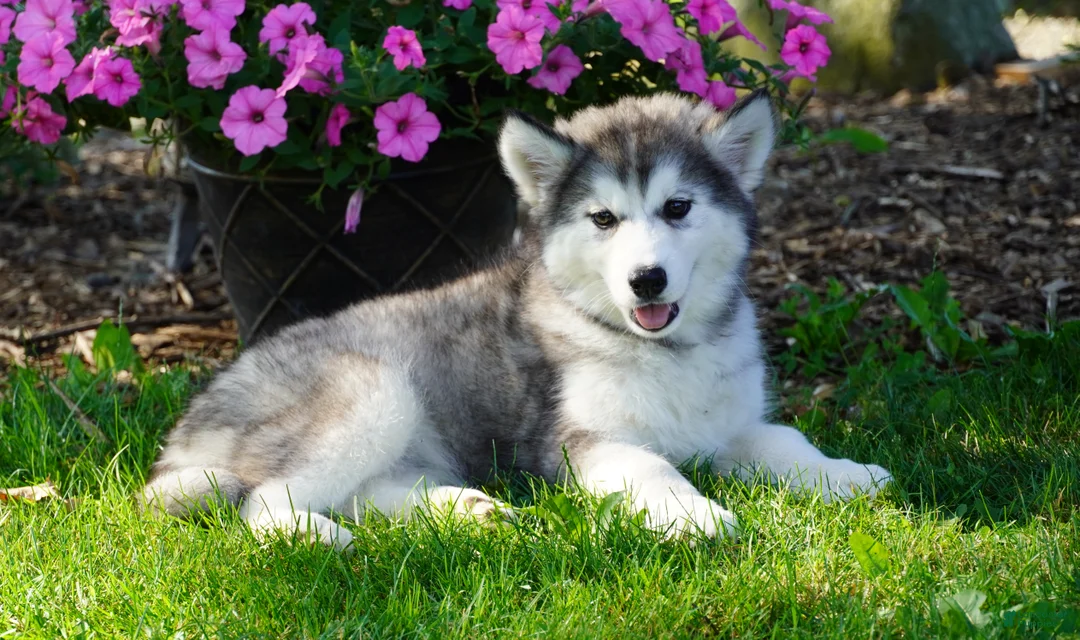 Siberian Husky dogs for sale: Layla - Ad 1