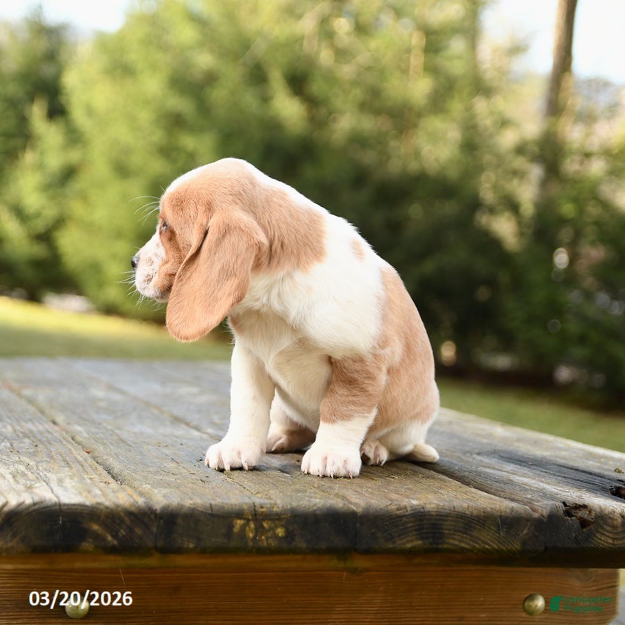 Beagle dogs Blake - Ad 2