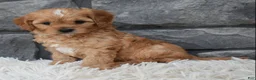 Cavapoo dogs for sale: Riley  - Ad 7